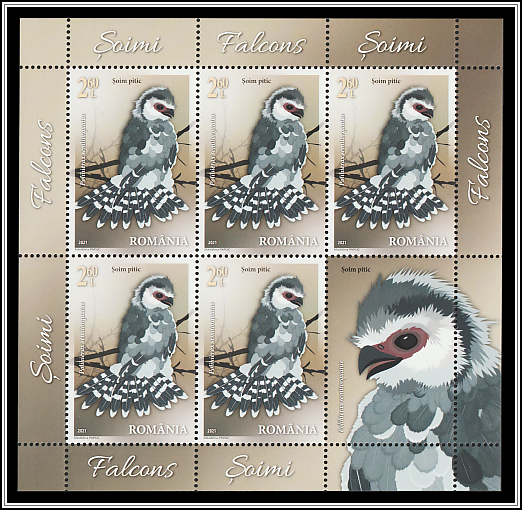 Pygmy Falcon (Polihierax semitorquatus)