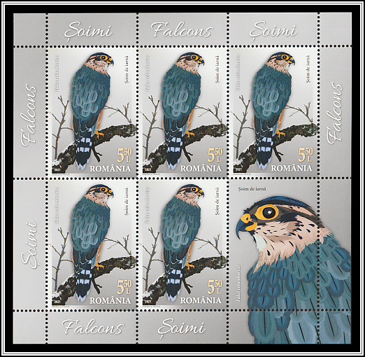 Merlin (Falco columbarius)