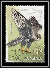 Peregrine Falcon