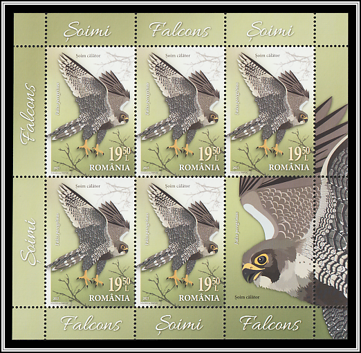 Peregrine Falcon (Falco peregrinus)