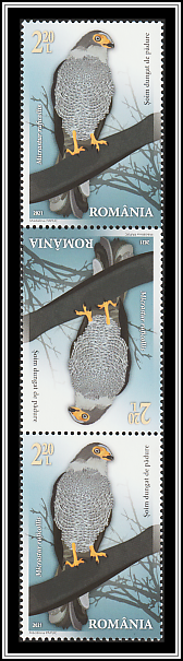 Barred Forest Falcon