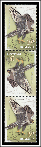 Peregrine Falcon