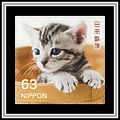 Kitten