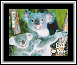 Koalas