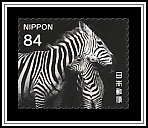 Zebras