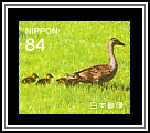 Ducks