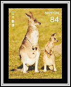 Kangaroos