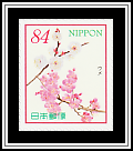 Apricot Blossom