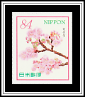 Cherry Blossoms
