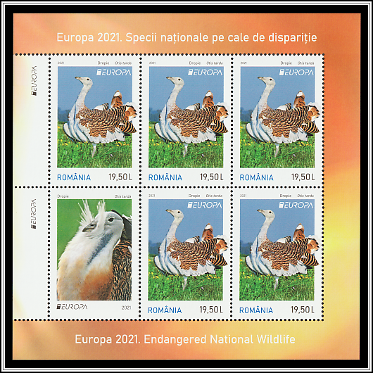 Great Bustard (Otis tarda)