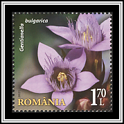 Bulgarian Gentian