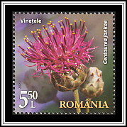 Centaurea jankae