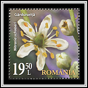 Gărdurariţă
