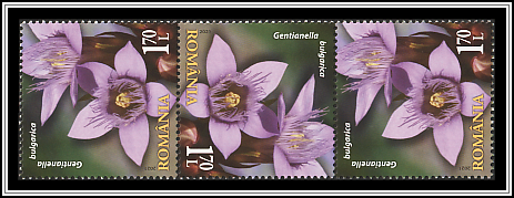 Bulgarian Gentian (Gentianella bulgarica)