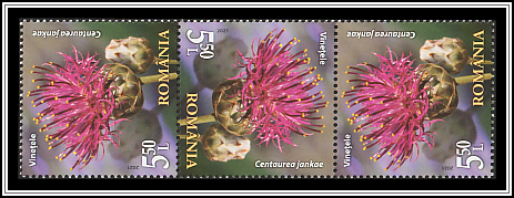 Centaurea jankae
