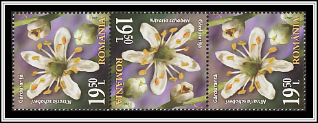 Gărdurariţă (Nitraria schoberi)
