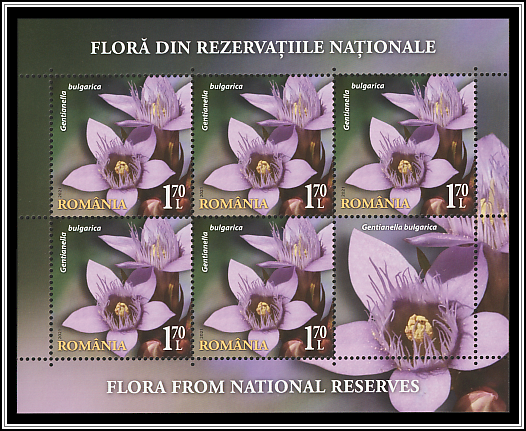 Bulgarian Gentian (Gentianella bulgarica)