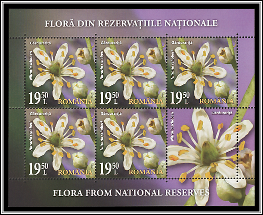 Gărdurariţă (Nitraria schoberi)