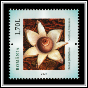 Fringed Earthstar