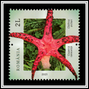 Octopus Stinkhorn