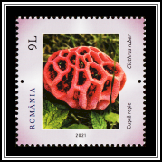 Latticed Stinkhorn