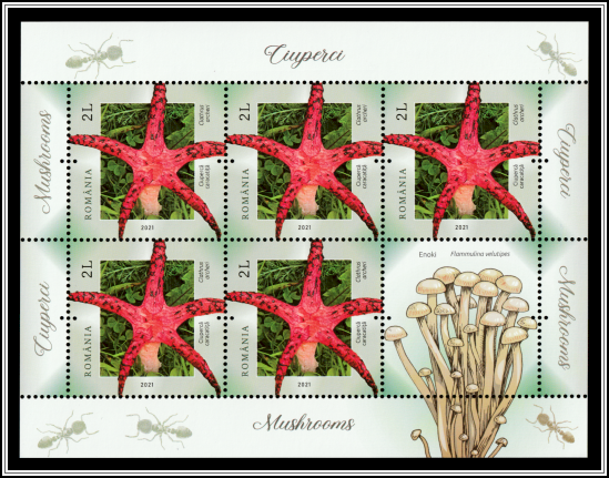Octopus Stinkhorn (Clathrus archeri)