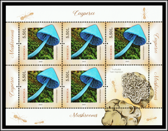 Blue Pinkgill (Entoloma hochstetteri)