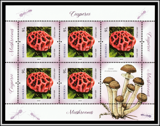 Latticed Stinkhorn (Clathrus ruber)