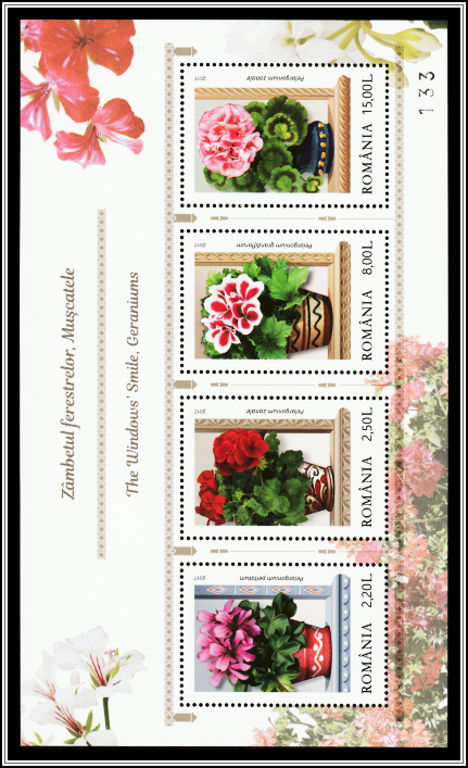 Pelargoniums