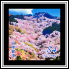 Cherry Trees on Mt. Yoshino