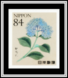 Bigleaf Hydrangea