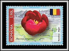 Romania - Byzantine Peony (Paeonia peregrina)