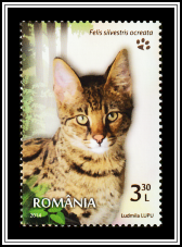 Abyssinian Wild Cat