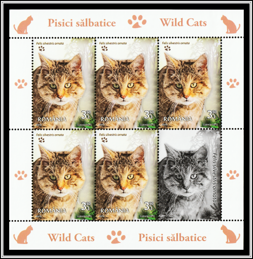 Asian Wildcat (Felis silvestris ornata)