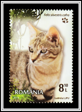 Southern African Wild Cat