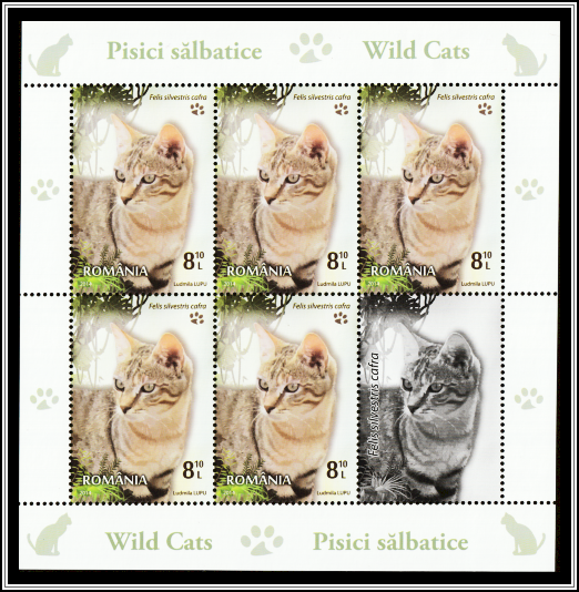 Southern African Wild Cat (Felis silvestris cafra)