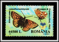 Shepherd's Fritillary