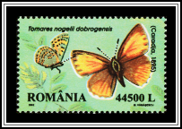 Nogel's Hairstreak
