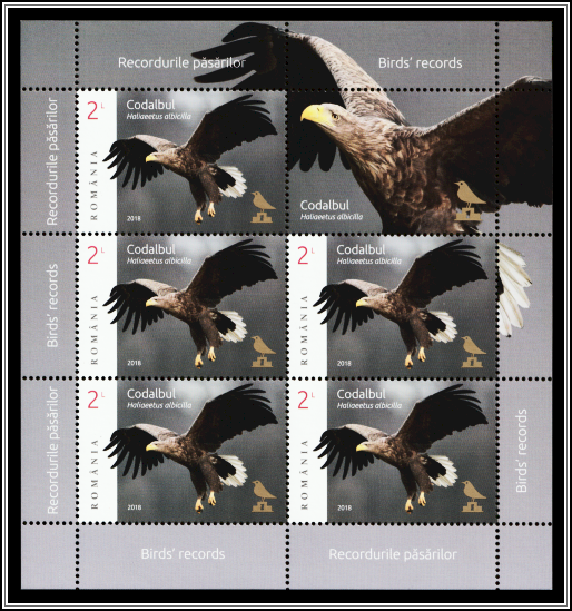 White-Tailed Eagle (Haliaeetus albicilla)