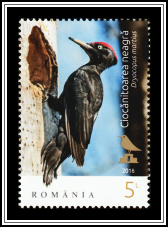 Black Woodpecker (Dryocopus martius)