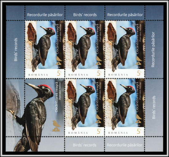 Black Woodpecker (Dryocopus martius)