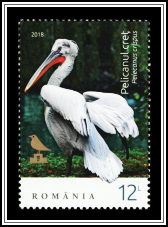 Dalmatian Pelican (Pelecanus crispus)