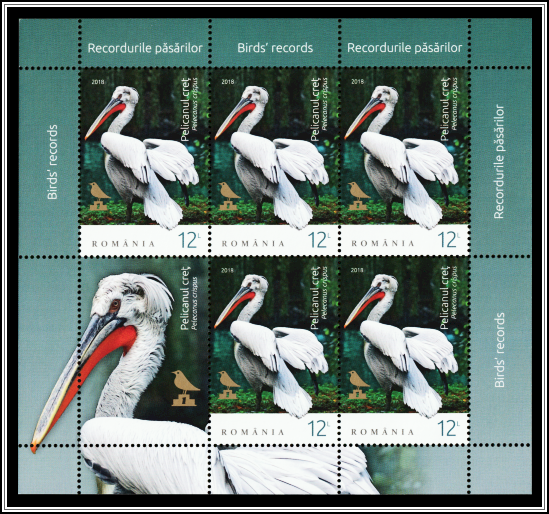 Dalmatian Pelican (Pelecanus crispus)