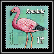 Andean Flamingo (Phoenicoparrus andinus)