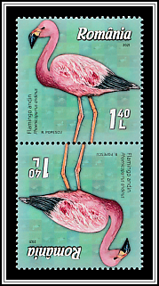Andean Flamingo (Phoenicoparrus andinus)