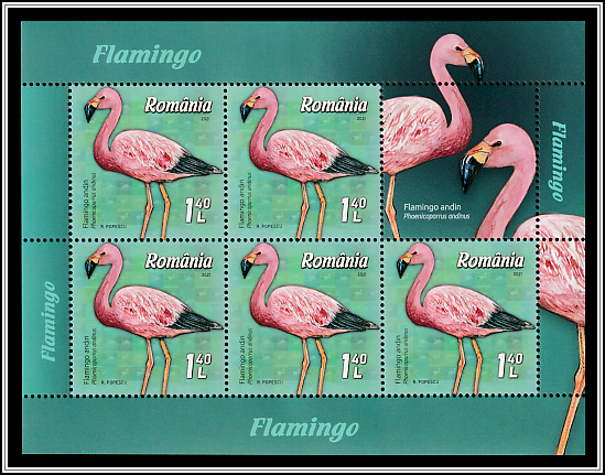 Andean Flamingo (Phoenicoparrus andinus)