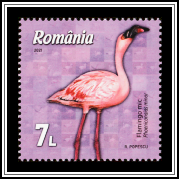 Lesser Flamingo (Phoeniconaias minor)
