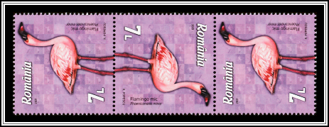Lesser Flamingo (Phoeniconaias minor)