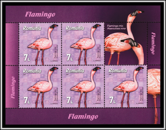 Lesser Flamingo (Phoeniconaias minor)