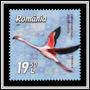 Greater Flamingo (Phoenicopterus roseus)